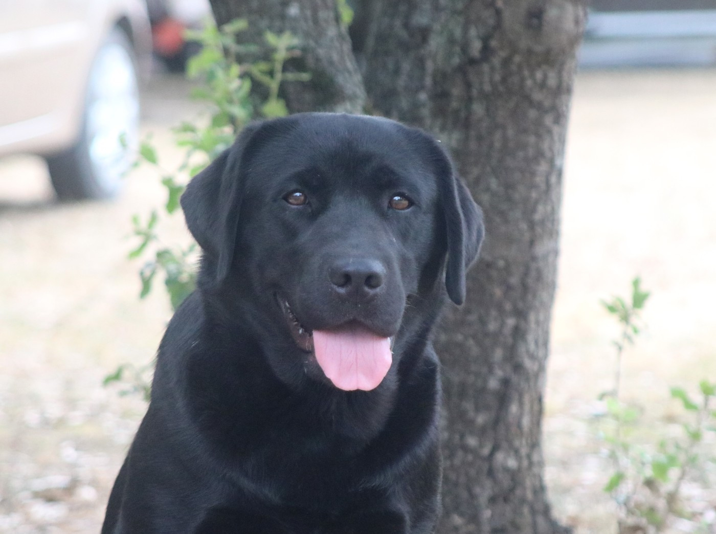 Sweet Puppets des Vents de la Cavayère des Vents de la Cavayere