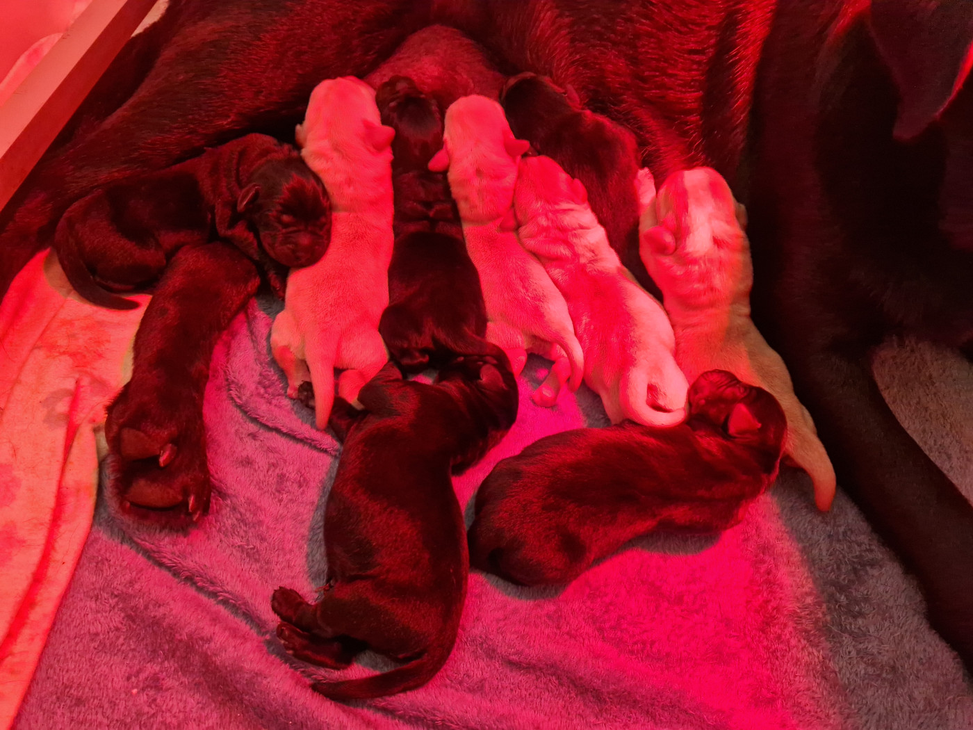 Chiot Labrador Retriever des Vents de la Cavayere